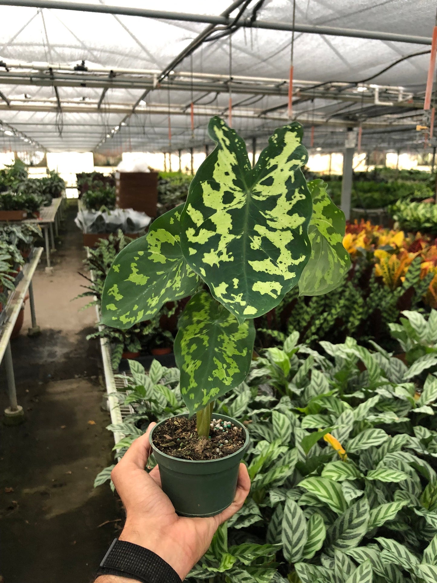 Detail of the large, heart-shaped leaves of the Alocasia 'Hilo Beauty'