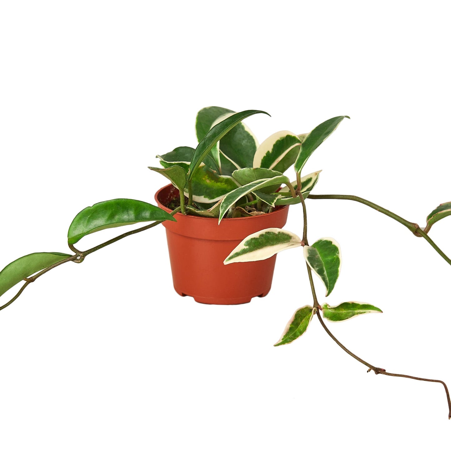 Hoya Carnosa 'Tricolor' Wax Plant with green, cream, and pink variegated leaves in a hanging pot