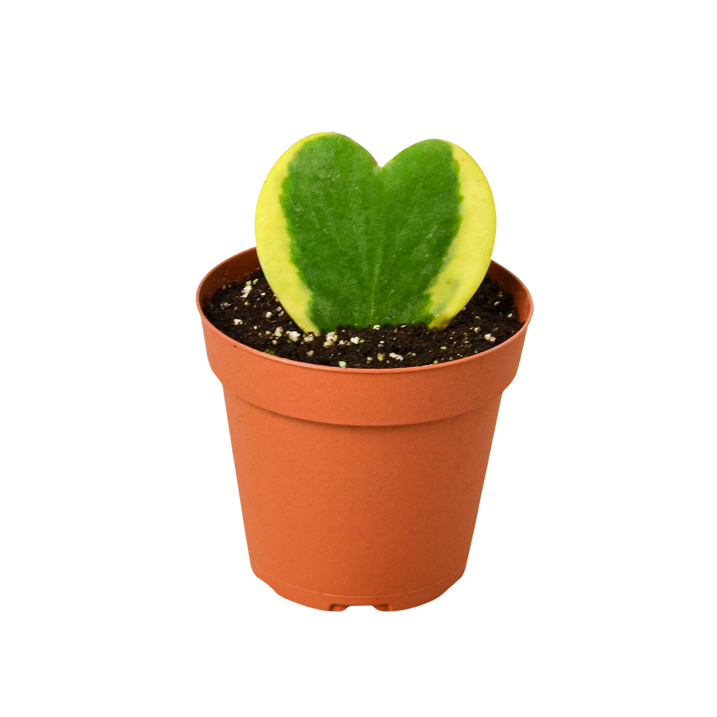 Healthy, turgid Hoya 'Sweetheart Variegated' leaf with well-defined edges