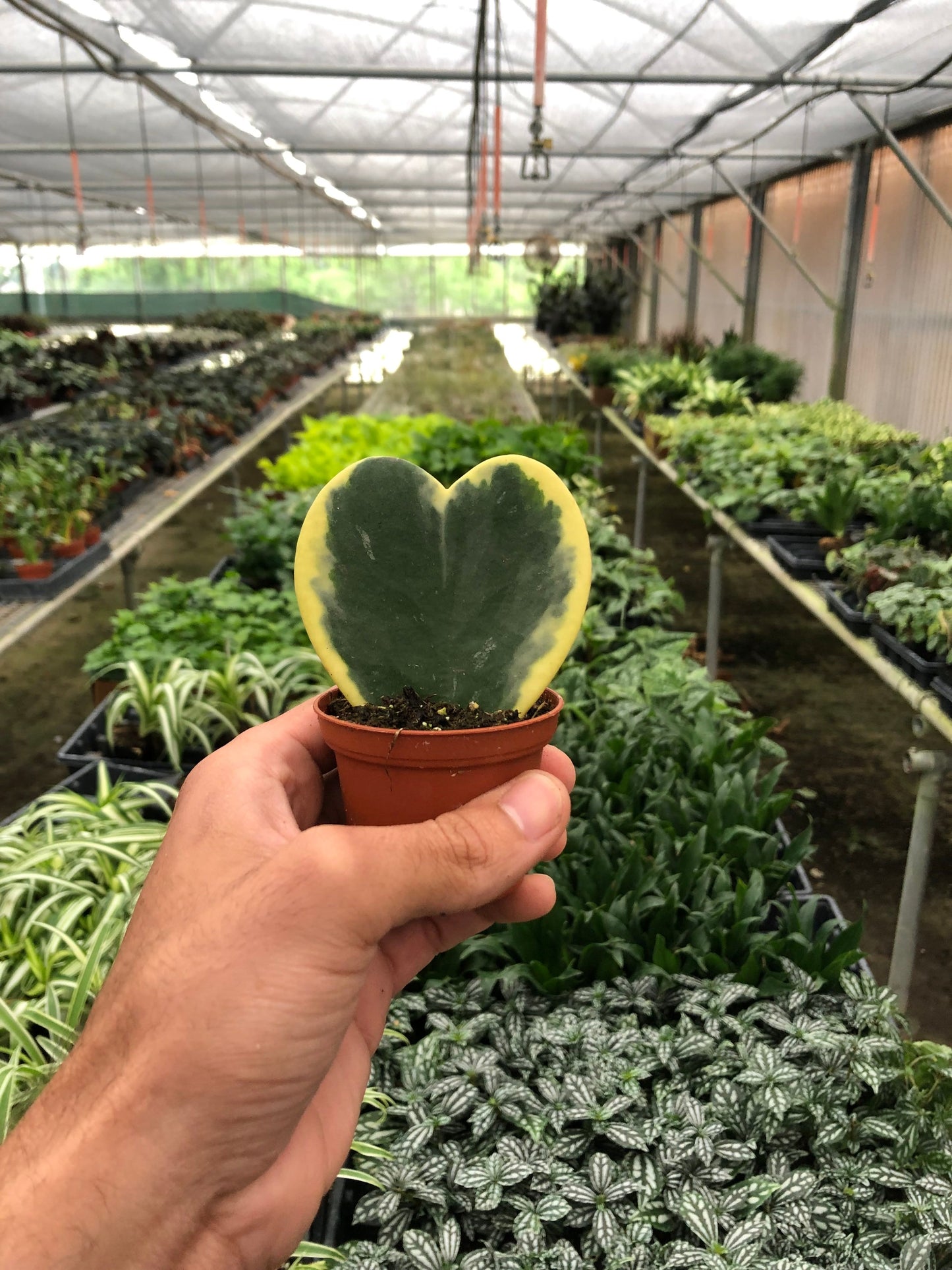 Hoya 'Sweetheart' plant presented as a thoughtful novelty gift, symbolizing love