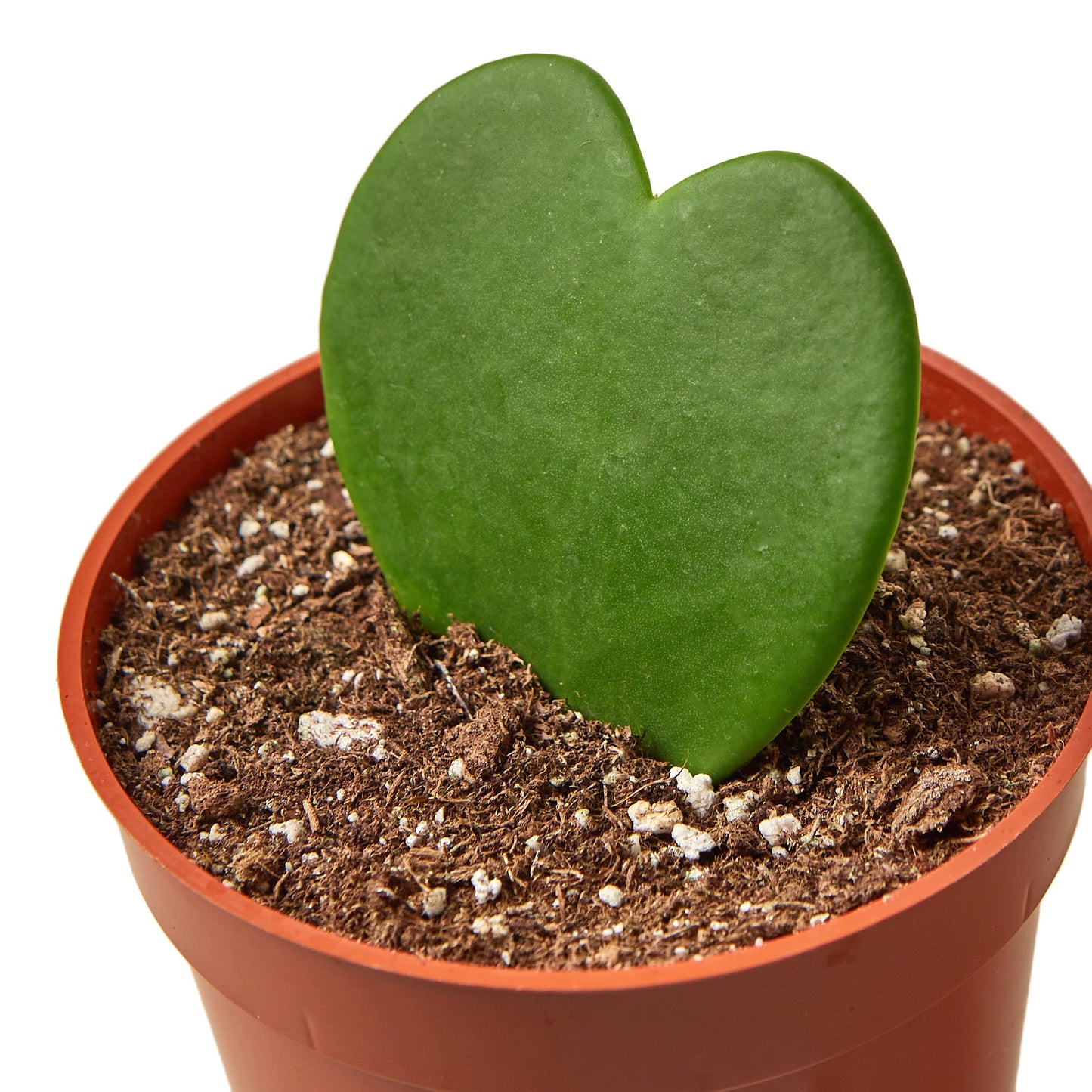 Hoya Sweetheart (Lucky-heart) displayed as a charming ornament in a small pot