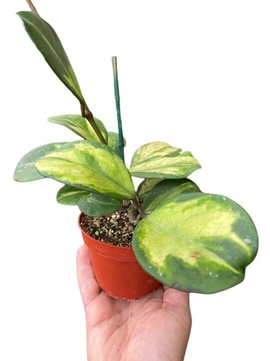 Easy-care Hoya Obovata Reverse with variegated rounded leaves green and yellow in a 4 inch red pot held by a hand. Shipped live by Plants & Roses Inc.