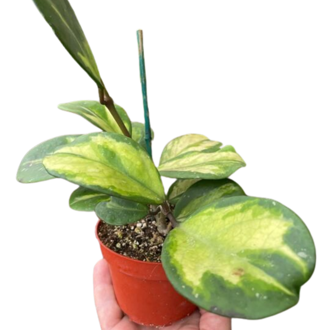 Hoya Obovata Reverse plant, showing its thick, rounded leaves with subtle variegation, ideal for beginners