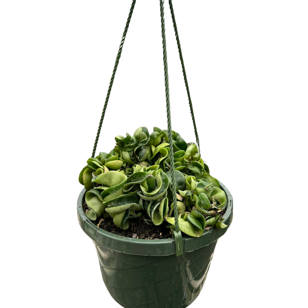 Hoya Rope Plant with its characteristic thick, twisted, curly leaves cascading from a pot