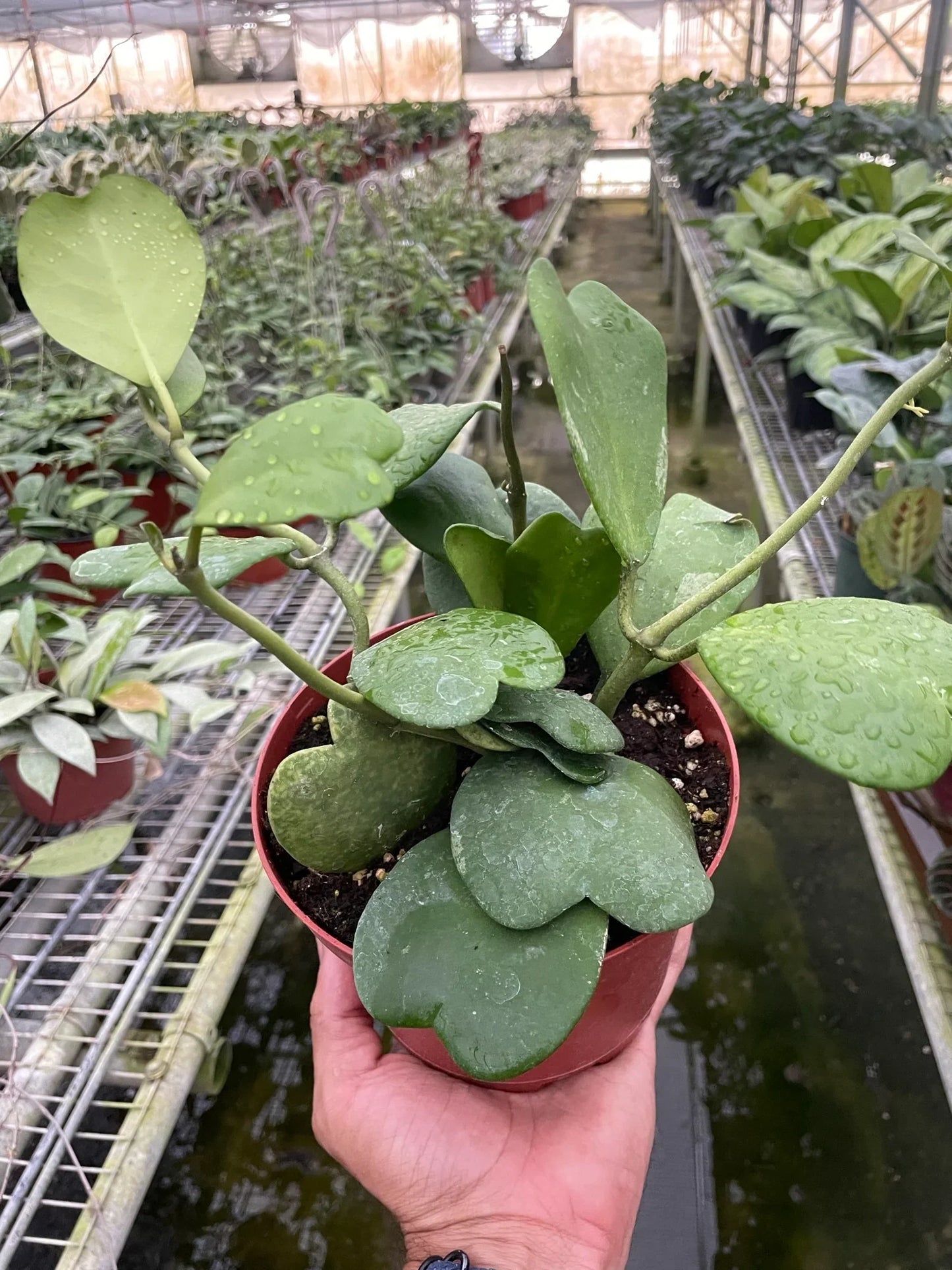 Hoya Sweetheart (Lucky-heart) in a pot, emphasizing its slow growing nature as a single leaf