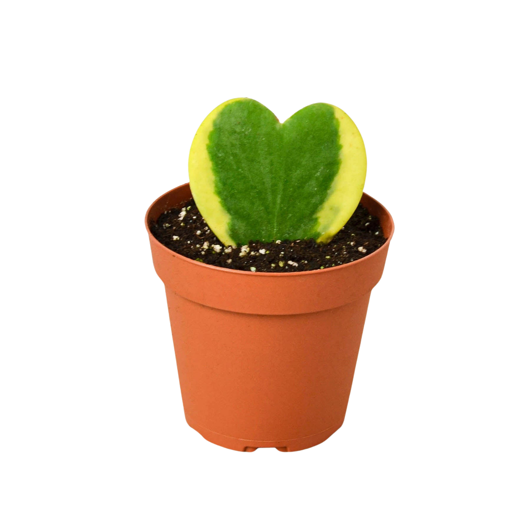 Single variegated Hoya 'Sweetheart' heart-shaped leaf in a small terra cotta pot