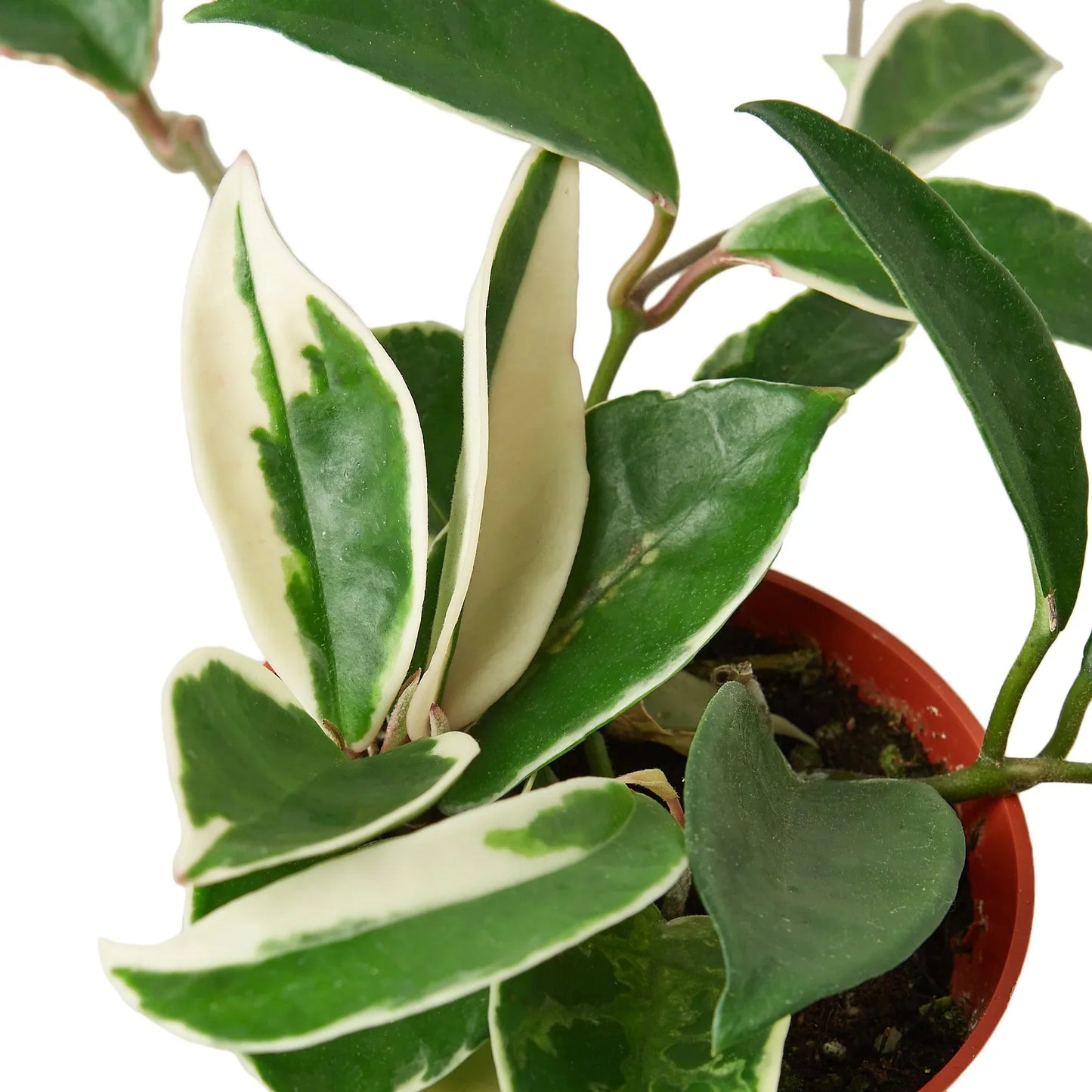 Close-up of Hoya 'Tricolor' leaves showing vibrant pink, creamy white, and green variegation