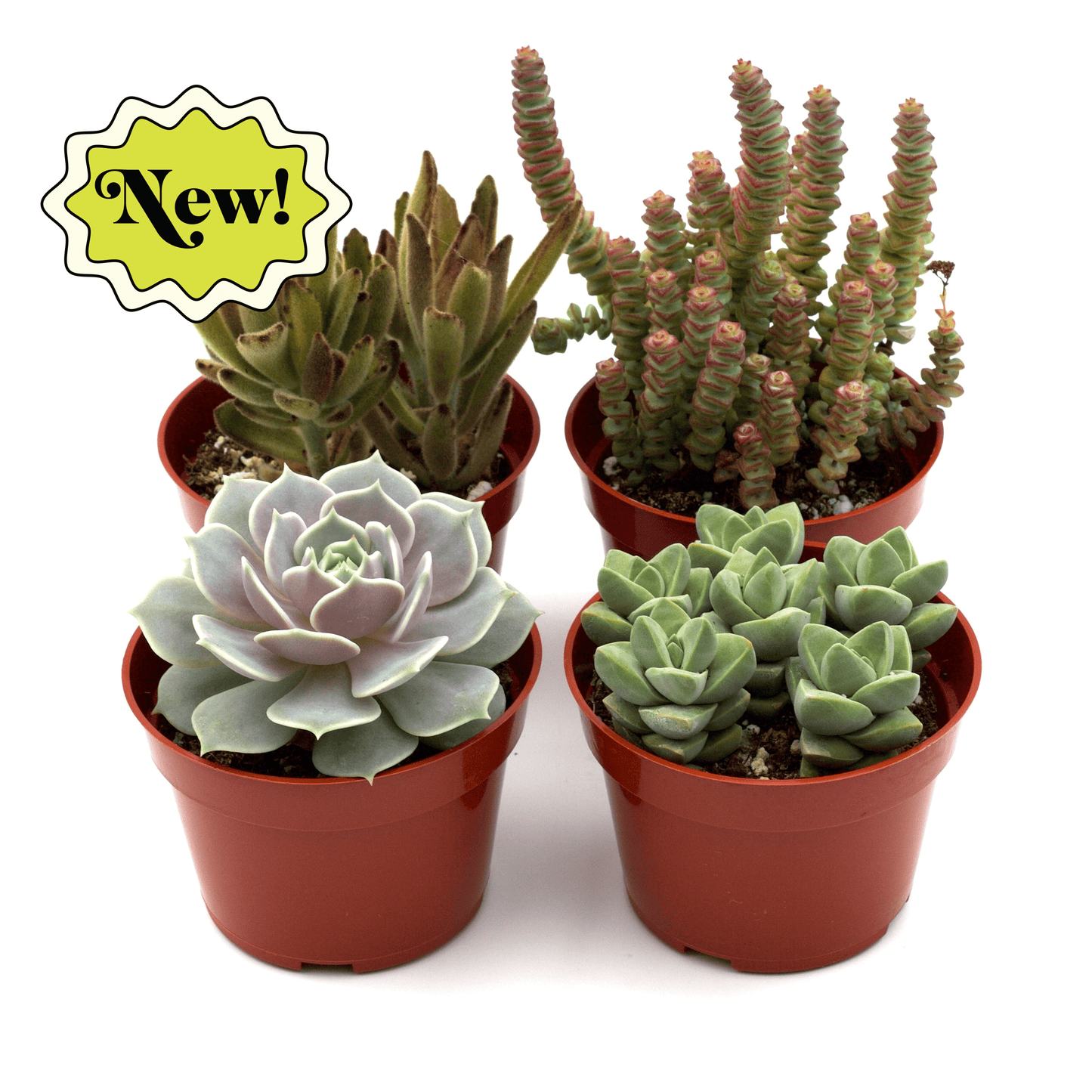 Assorted Succulent Variety | Easy-Care Gift Plants