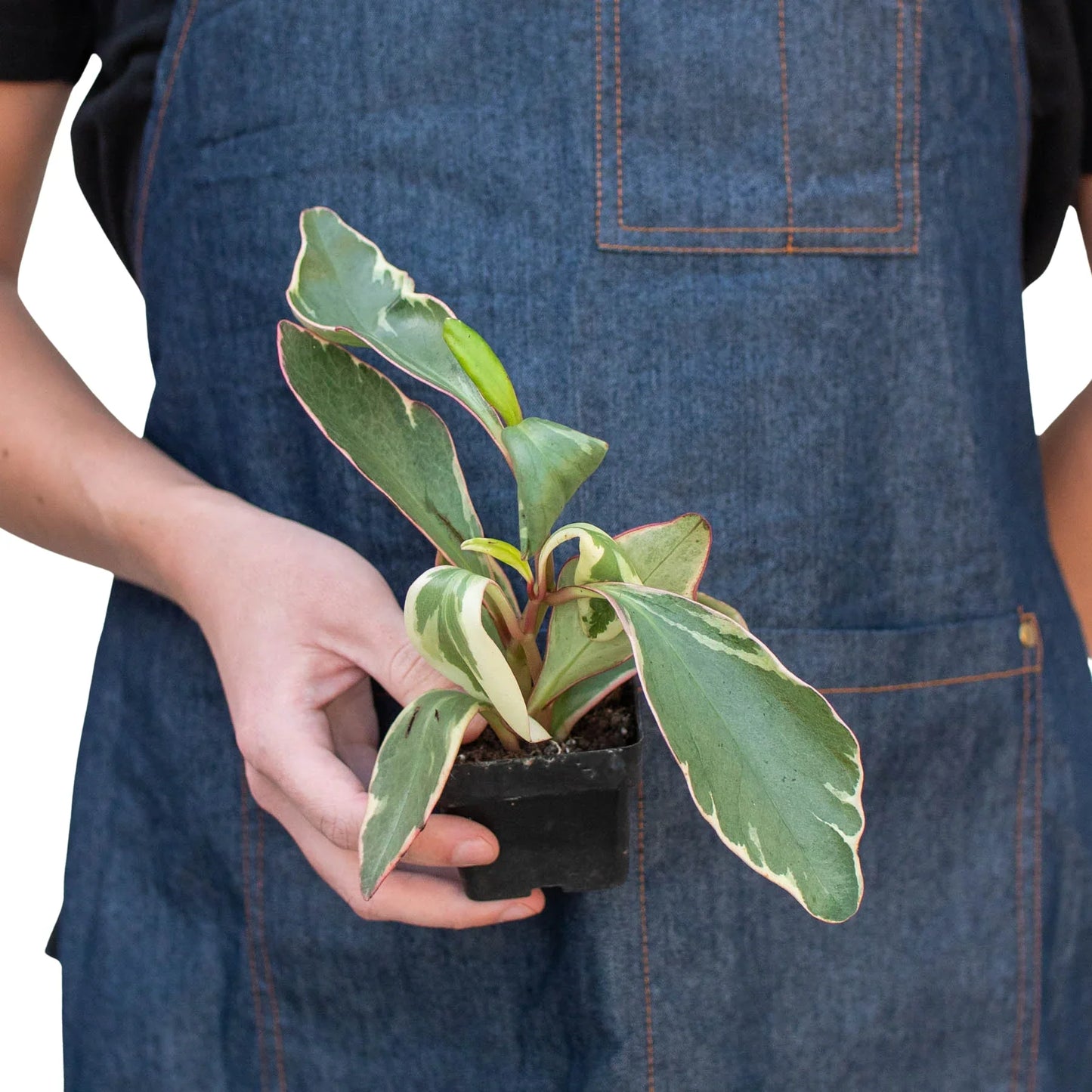 Detailed shot of the thick, fleshy, water-retaining leaves of Peperomia 'Ginny'