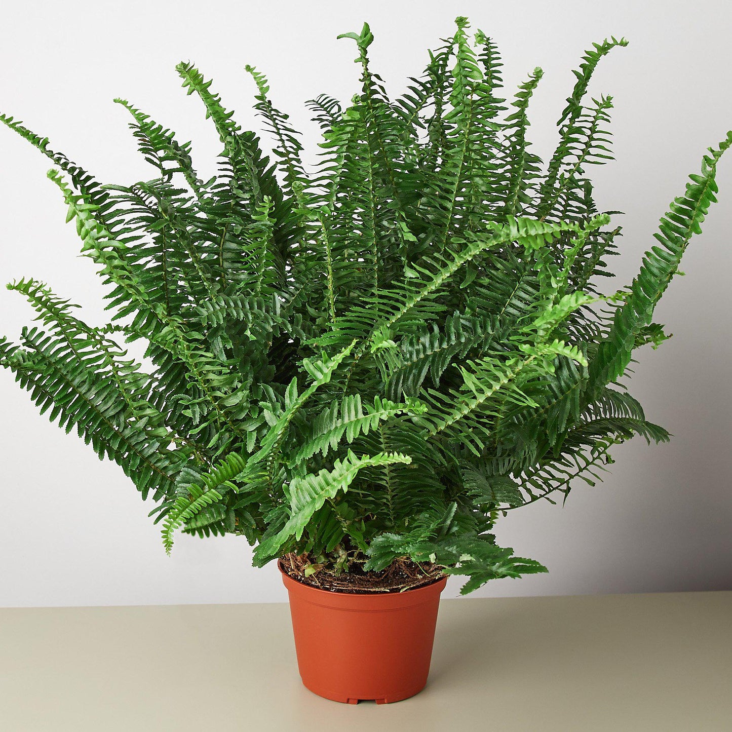 Jester's Crown Fern in a modern pot, perfect for adding texture and green to any space