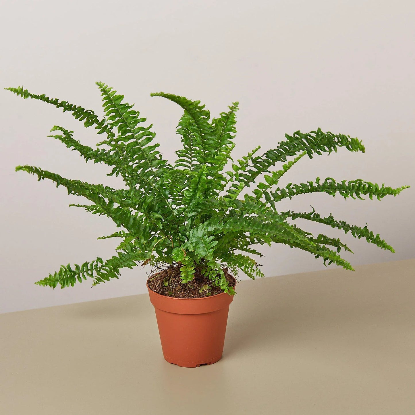 Full view of a healthy, bushy Jester's Crown Fern, highlighting its dense foliage