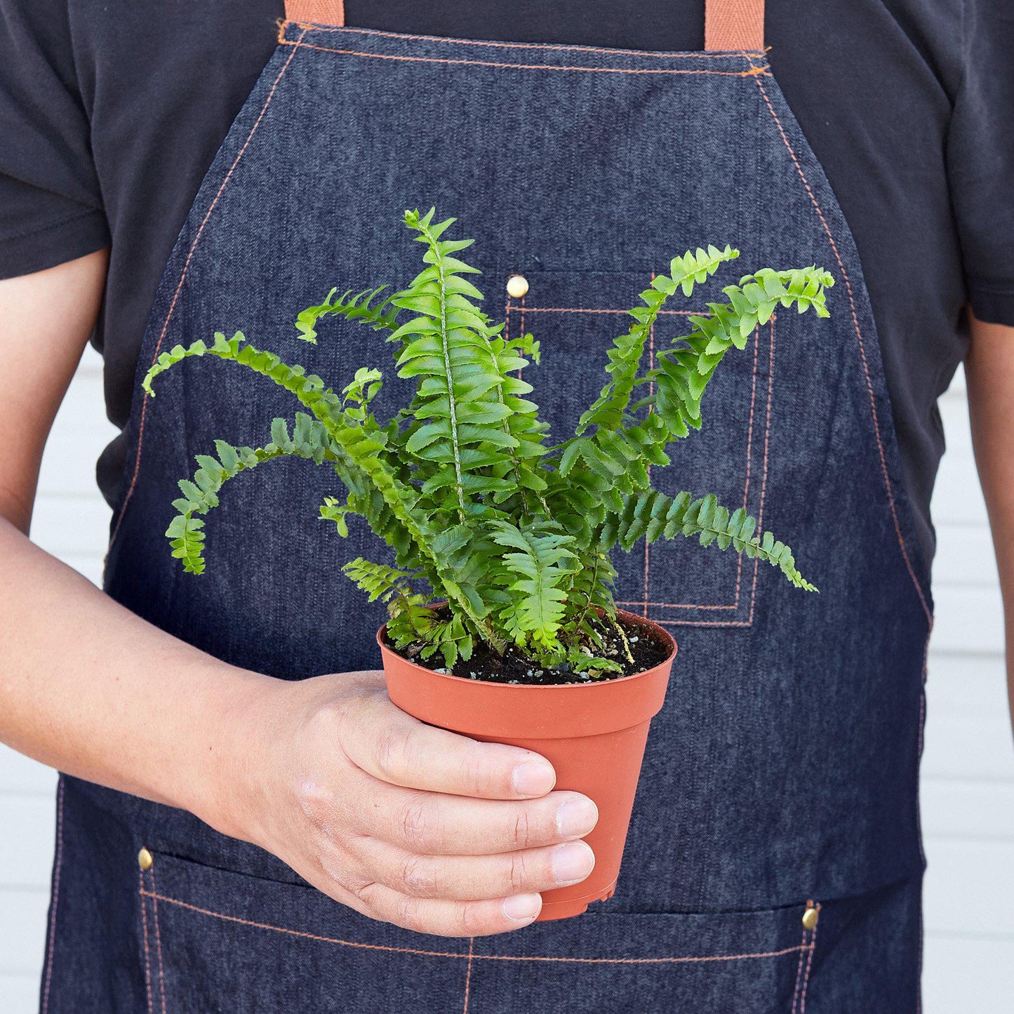 Newly unfurling fronds of a Jester's Crown Fern, showing its fresh, vibrant green