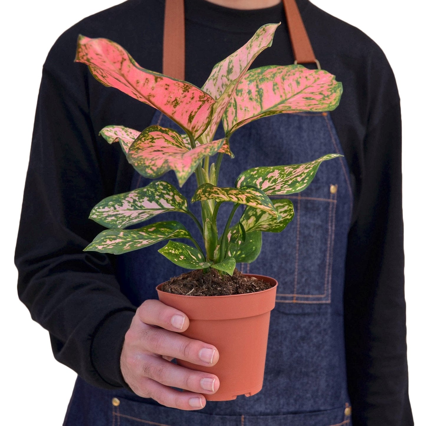 Full view of a healthy, bushy Chinese Evergreen 'Lady Valentine' plant in a decorative pot