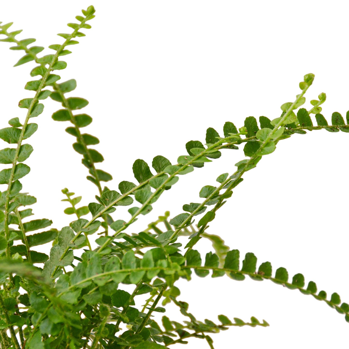 Close-up of the delicate, button-like foliage of a Lemon Button Fern
