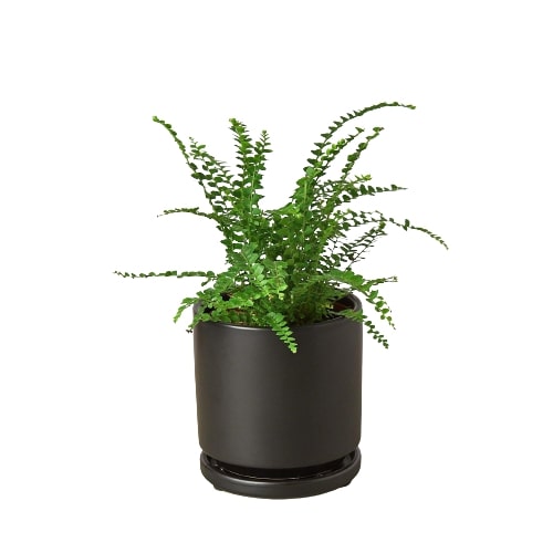 Compact Lemon Button Fern in a decorative pot, suitable for a desk or shelf
