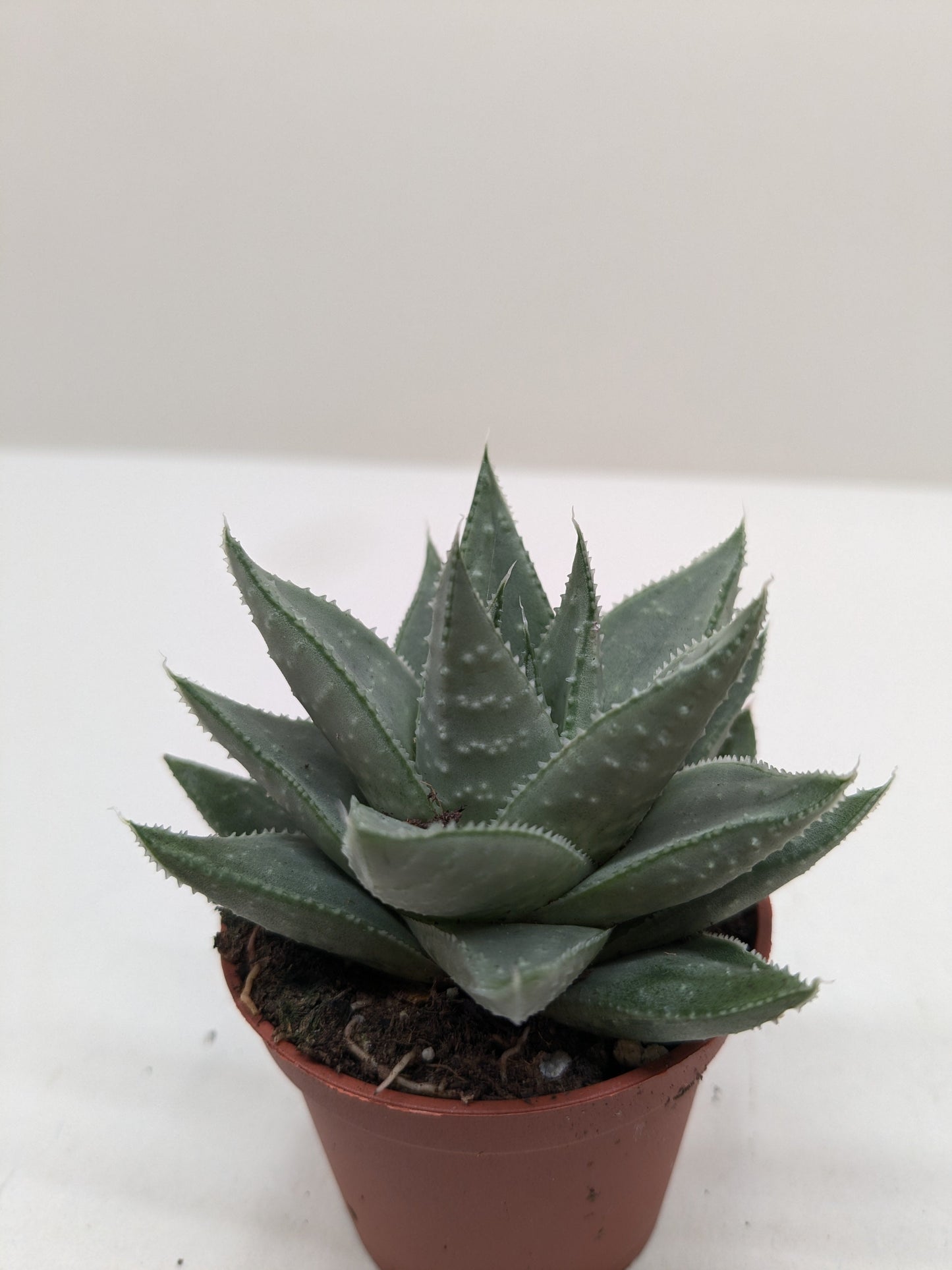 Gasteria 'Little Warty' displayed alongside other succulents in a mixed plant arrangement