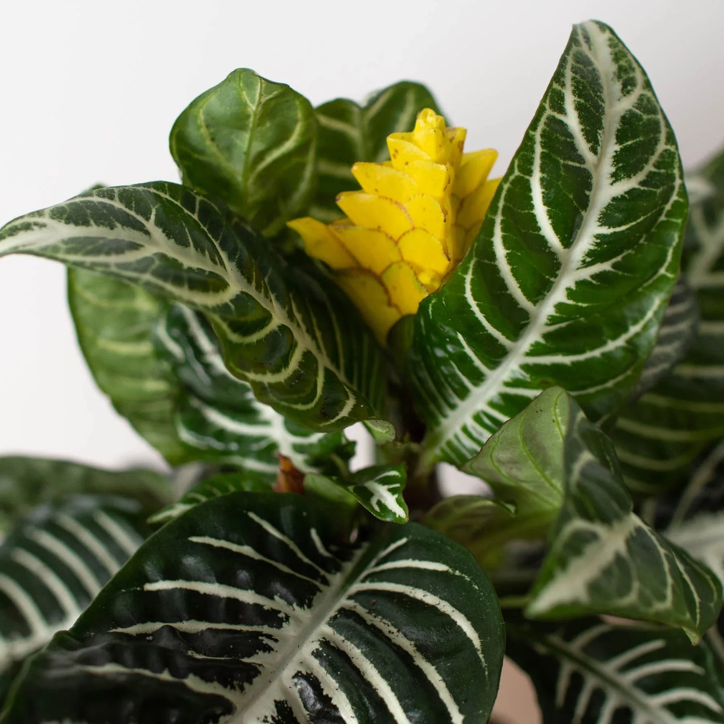 Zebra House Plant thriving in a low light indoor setting