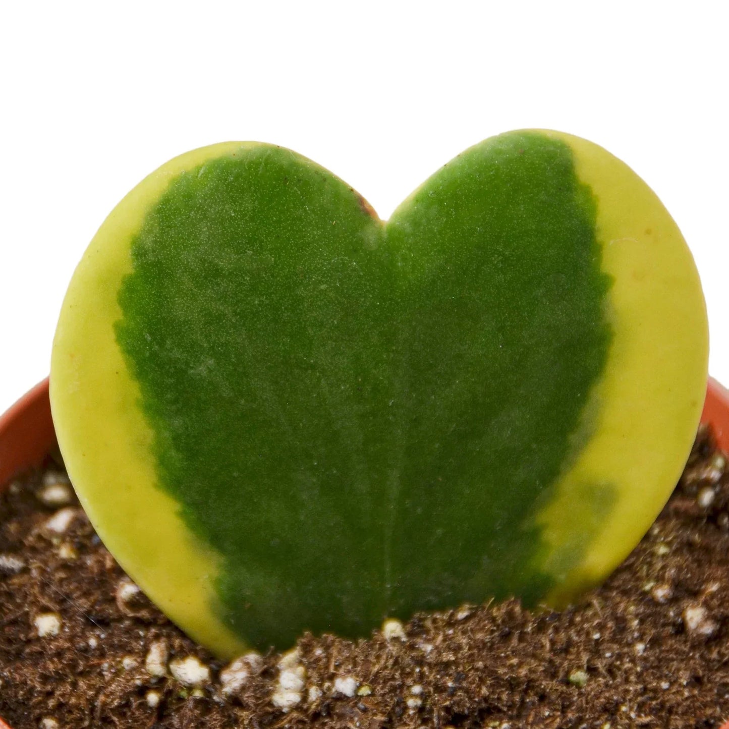 Hoya 'Sweetheart Variegated' plant as a cute, minimalist desktop ornament