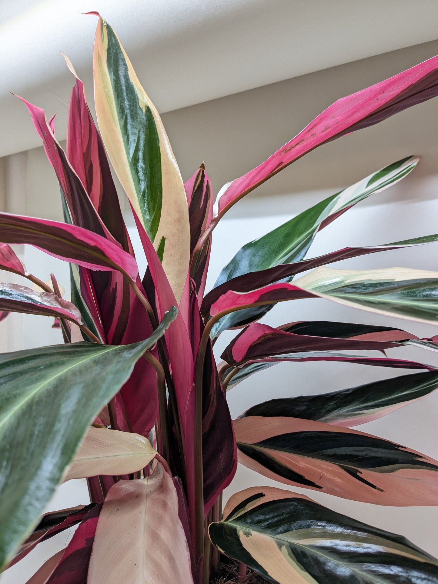 Full view of a healthy and bushy Stromanthe Triostar plant, showcasing its upright growth habit
