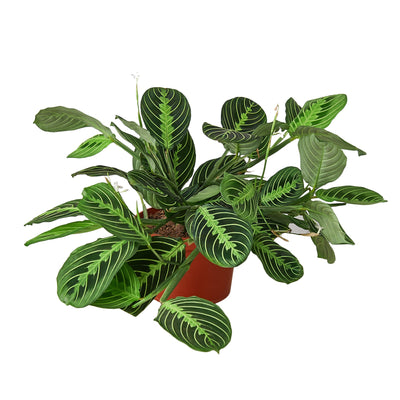 Maranta 'Lemon Lime' prayer plant with vibrant green veins and oval leaves in a decorative pot