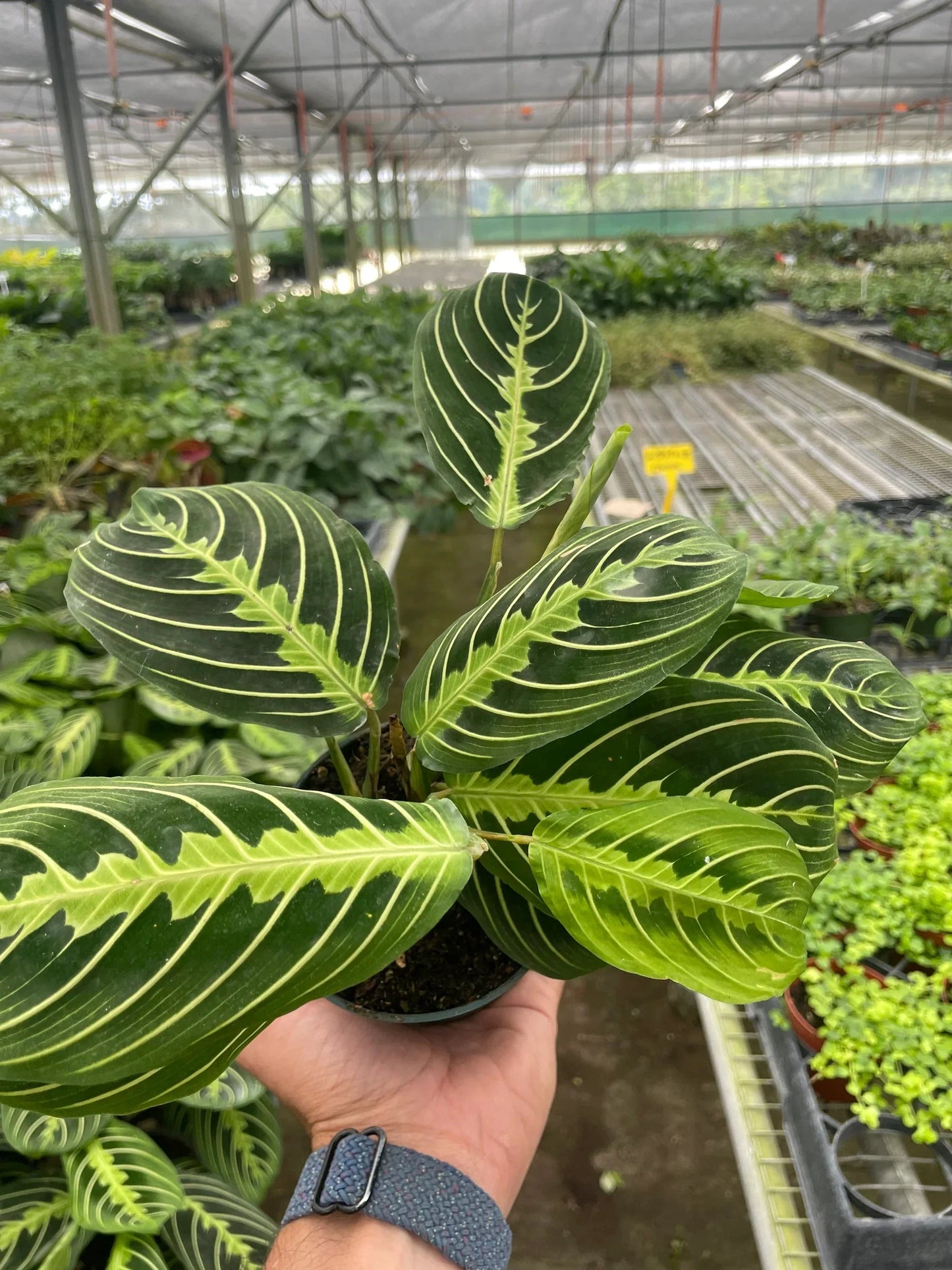 Maranta Lemon Lime Prayer plant with lime veins on dark green oval leaves held in a hand in a greenhouse Easy-care. Shipped live by Plants & Roses Inc.