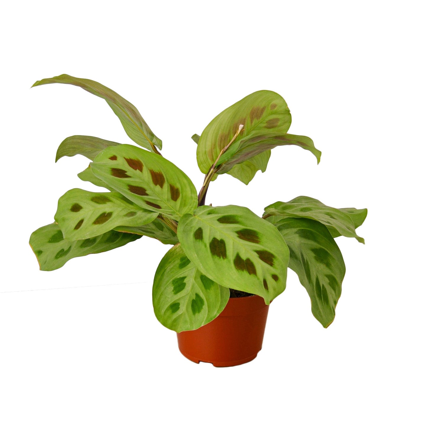 Maranta 'Leuconeura' Prayer Plant with vibrant green leaves and distinctive red veins