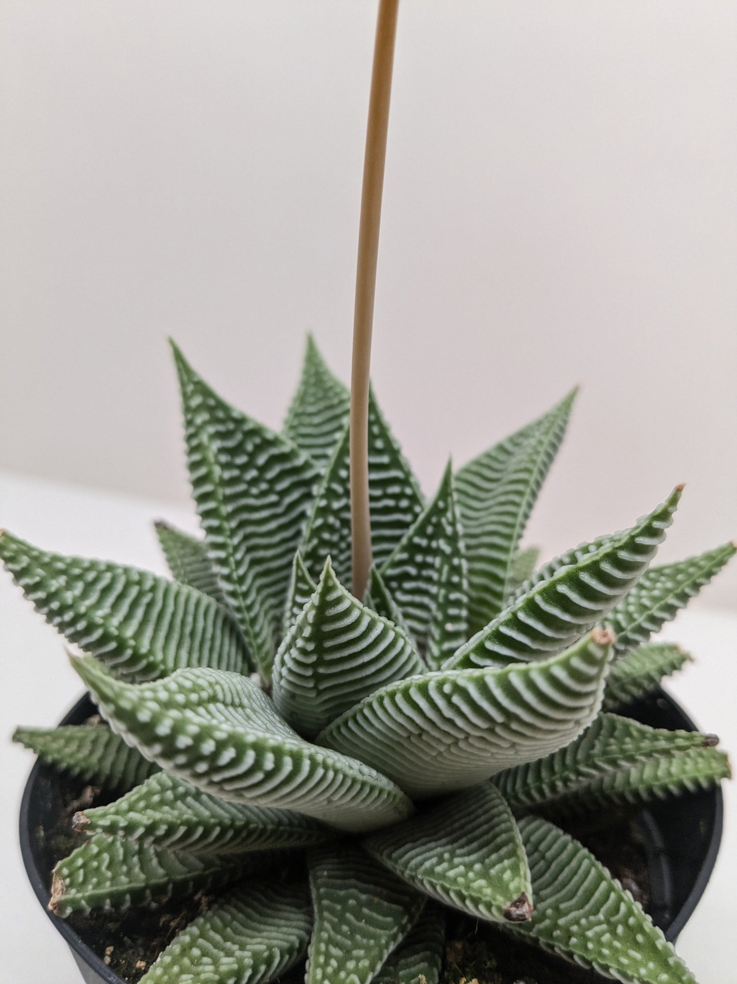 Close-up of the patterned, rubbery leaves of a Haworthia 'Miami'