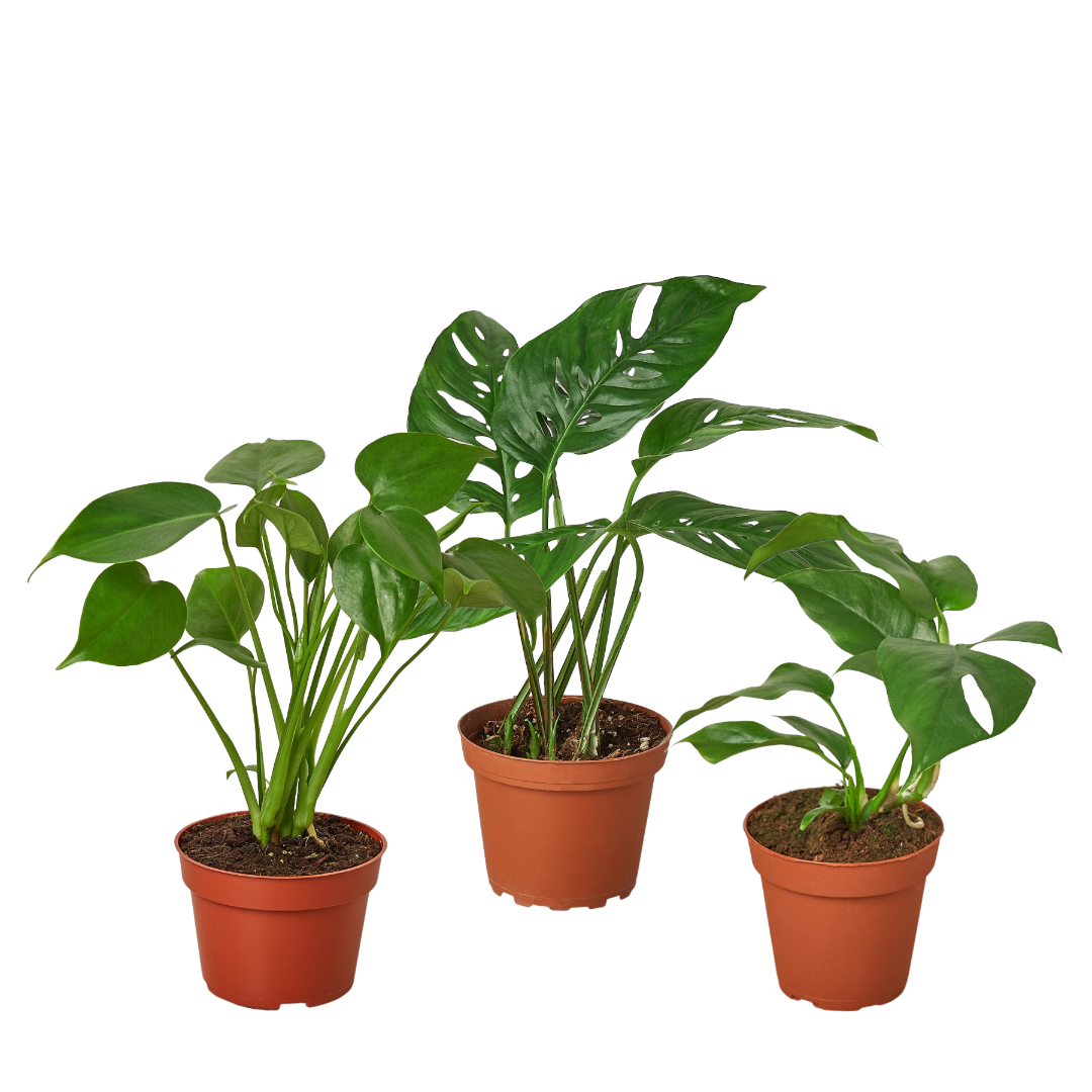 Monstera Bundle featuring Monstera deliciosa, Rhaphidophora tetrasperma, and Monstera adansonii