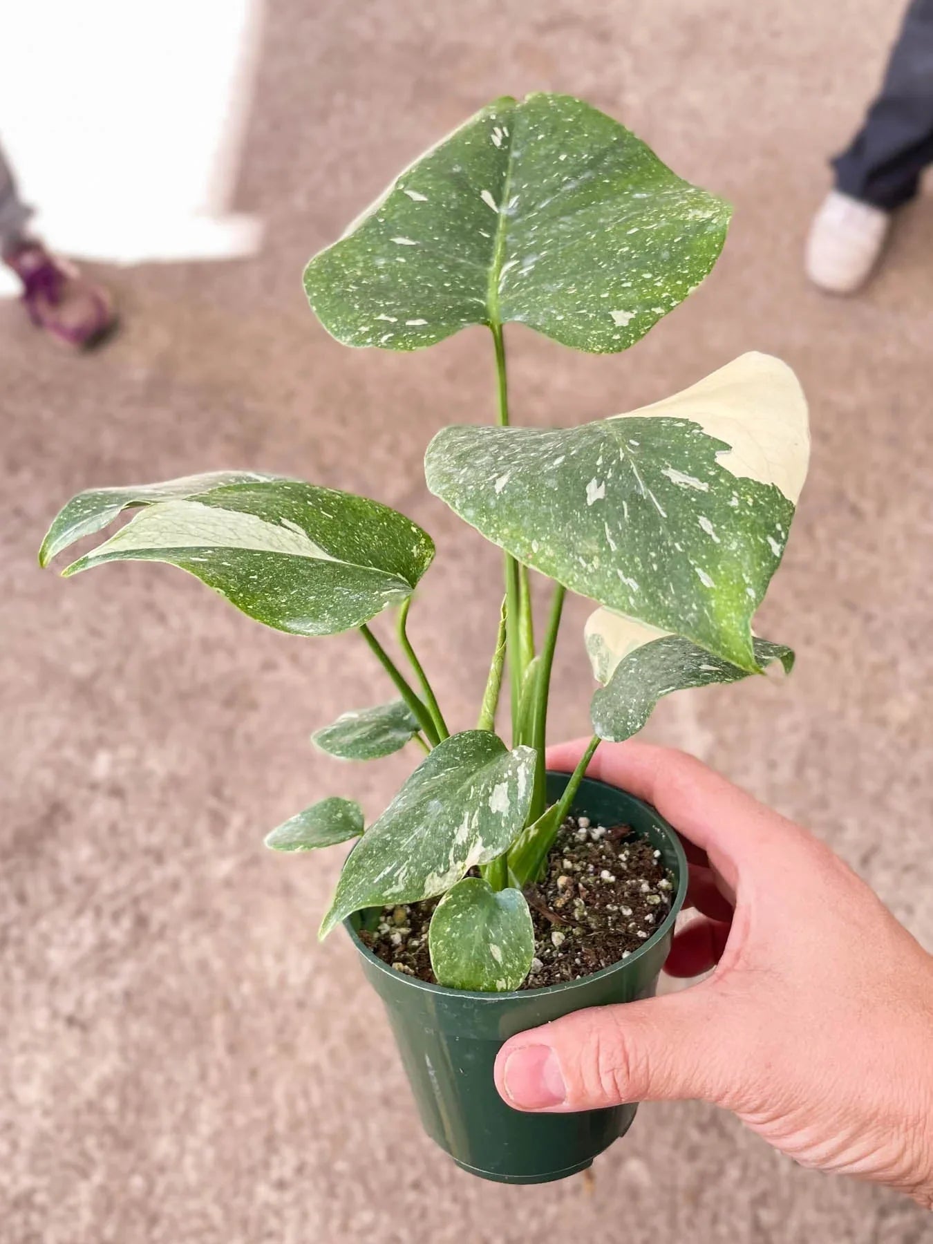 Monstera 'Thai Constellation' enhancing modern home decor