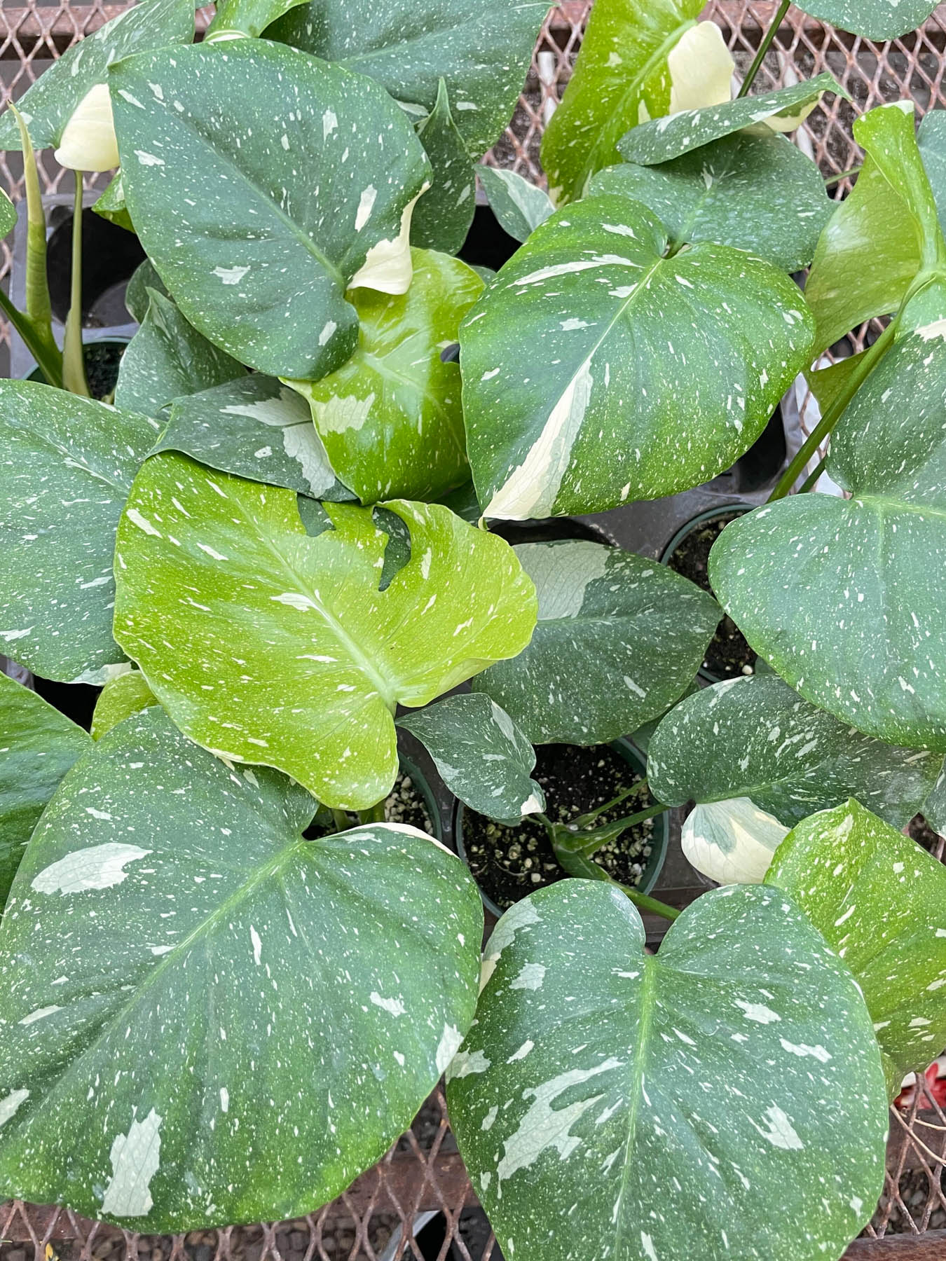 Young Monstera 'Thai Constellation' plant with developing variegation