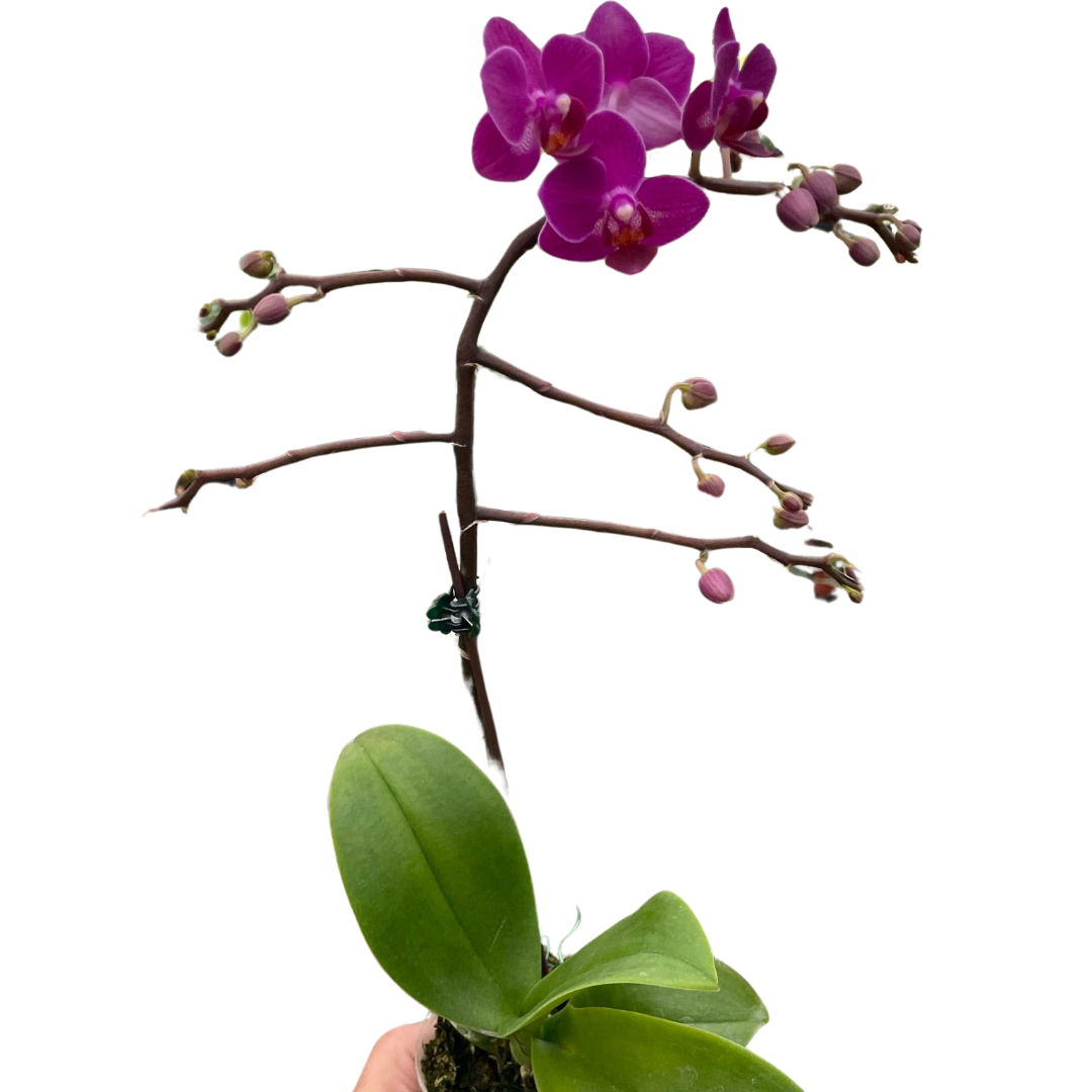 Elegant Moon Orchid (Phalaenopsis amabilis) with multiple large, flat white blooms
