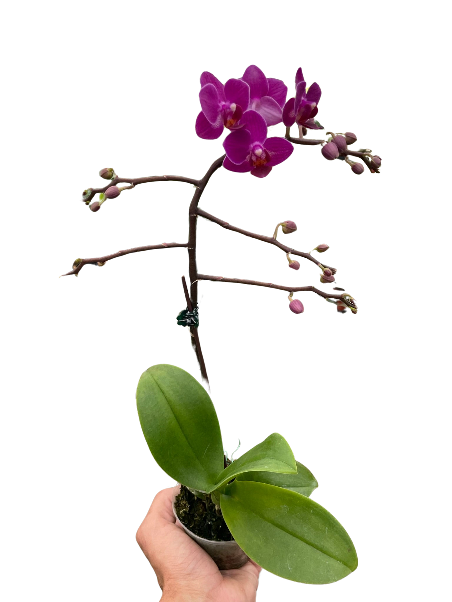 Phalaenopsis orchid with stunning pink blooms, showcasing its branching flower spike