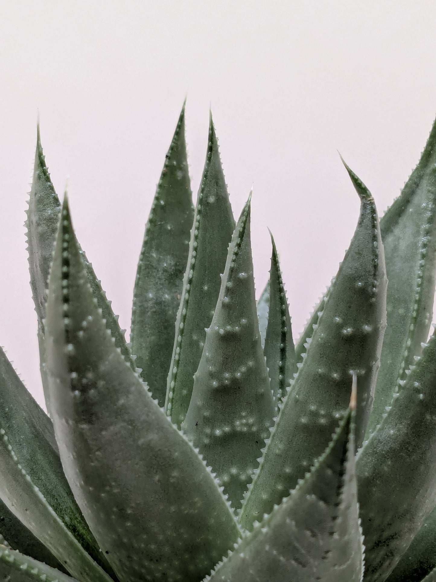 Close-up of Gasteria 'Little Warty' leaf showing its distinctive white warts and banding