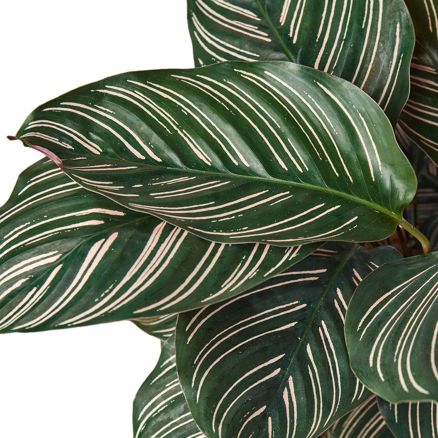 Calathea 'Ornata' in a decorative pot, showcasing its full, upright foliage