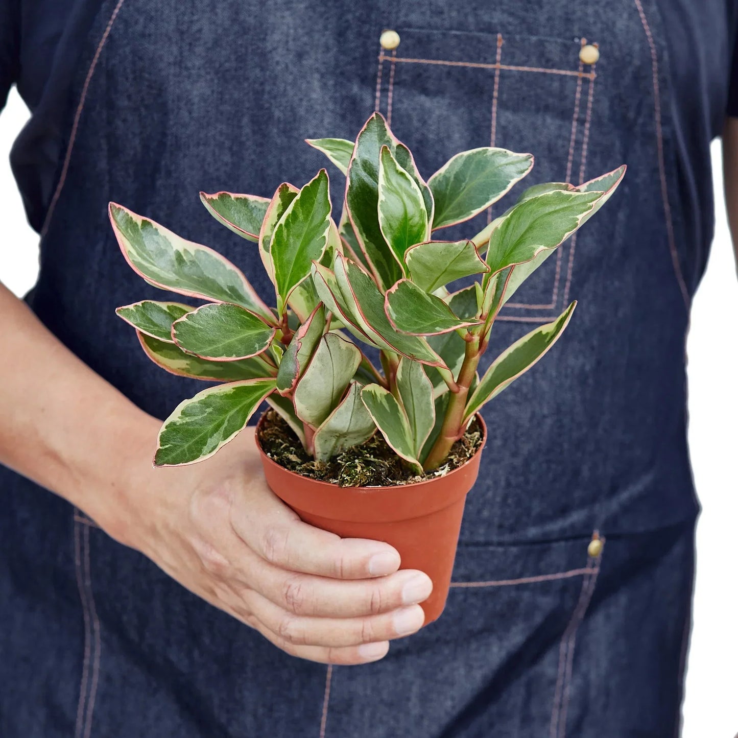 Full view of a compact and bushy Peperomia 'Ginny' plant, highlighting its colorful foliage