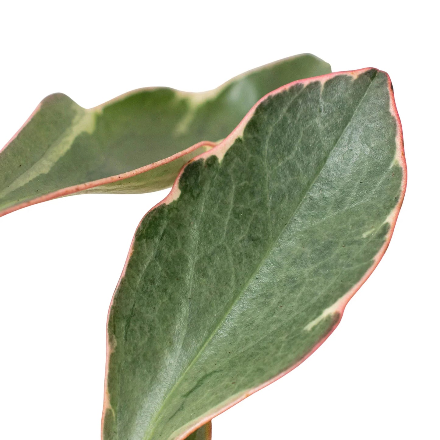 Peperomia 'Ginny' leaves displaying pronounced pinkish-red edges under bright indirect light