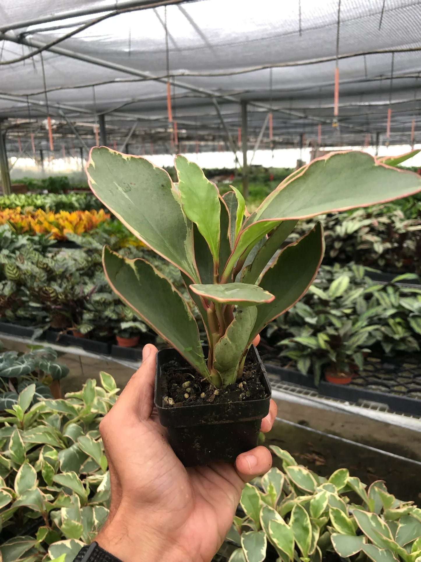 Peperomia 'Ginny' in a small, stylish pot, showcasing its compact size and colorful appeal