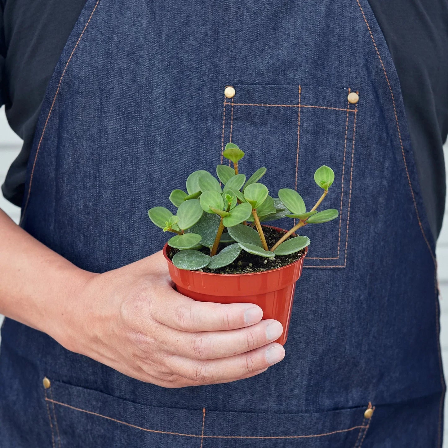 Peperomia 'Hope' (sometimes called Hoya Hope) trailing gracefully from a hanging basket