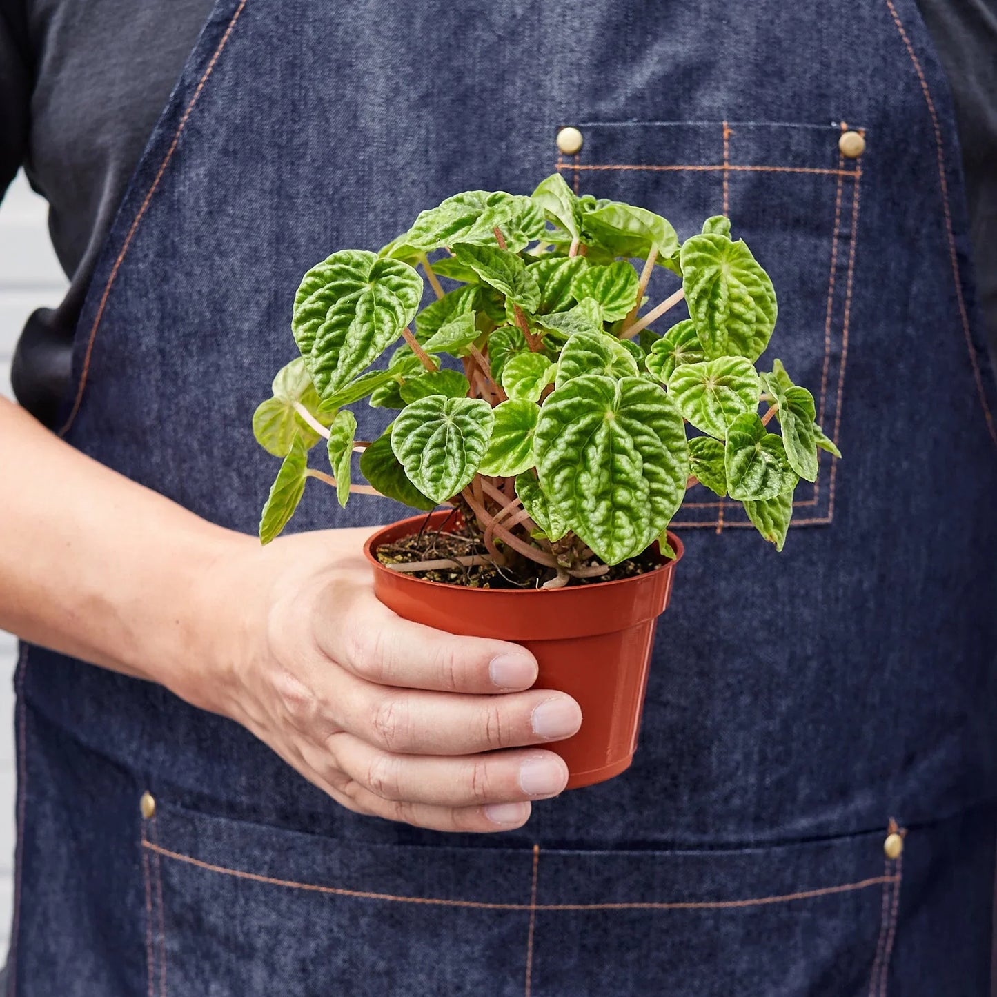 Peperomia 'Ripple' plant on a desk, used as an interior specimen