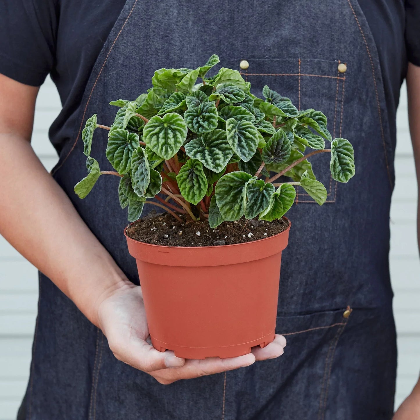 Underside view of Peperomia 'Ripple' leaves showcasing their lighter green color and distinct venation