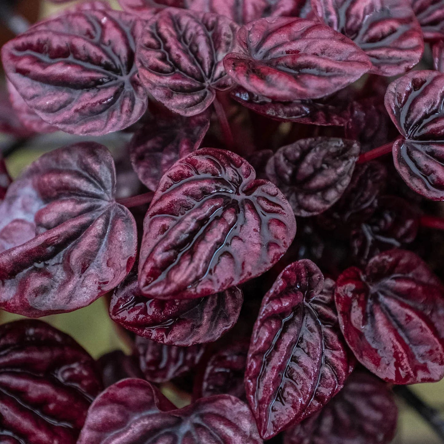 Compact Peperomia 'Ripple Red' plant on a wooden desk with other office decor