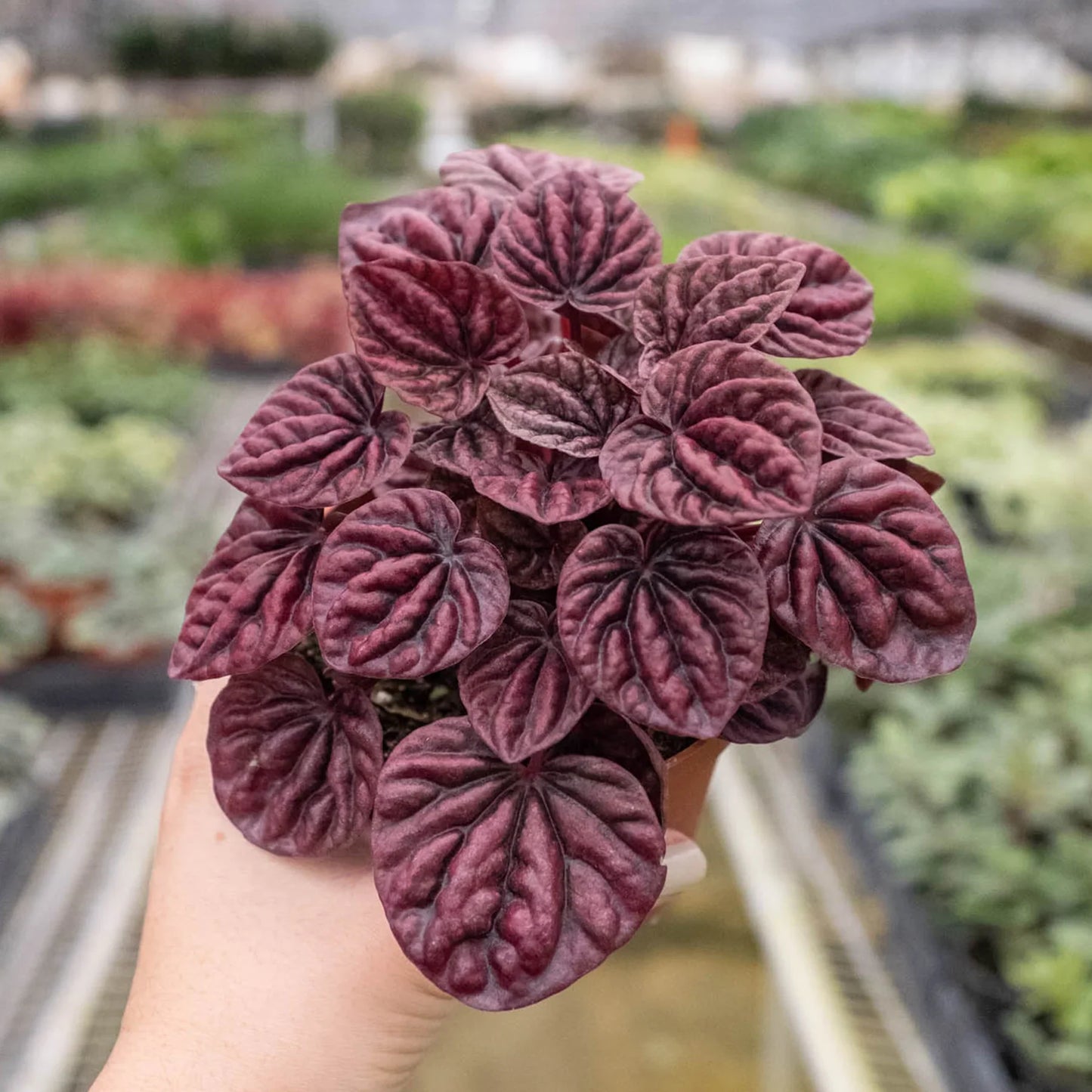 Collection of small Peperomia 'Ripple Red' plants with diverse leaf patterns and colors