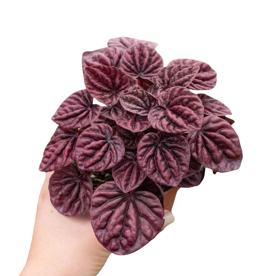 Peperomia 'Ripple Red' plant with dark green rippled leaves and reddish undersides in a terracotta pot