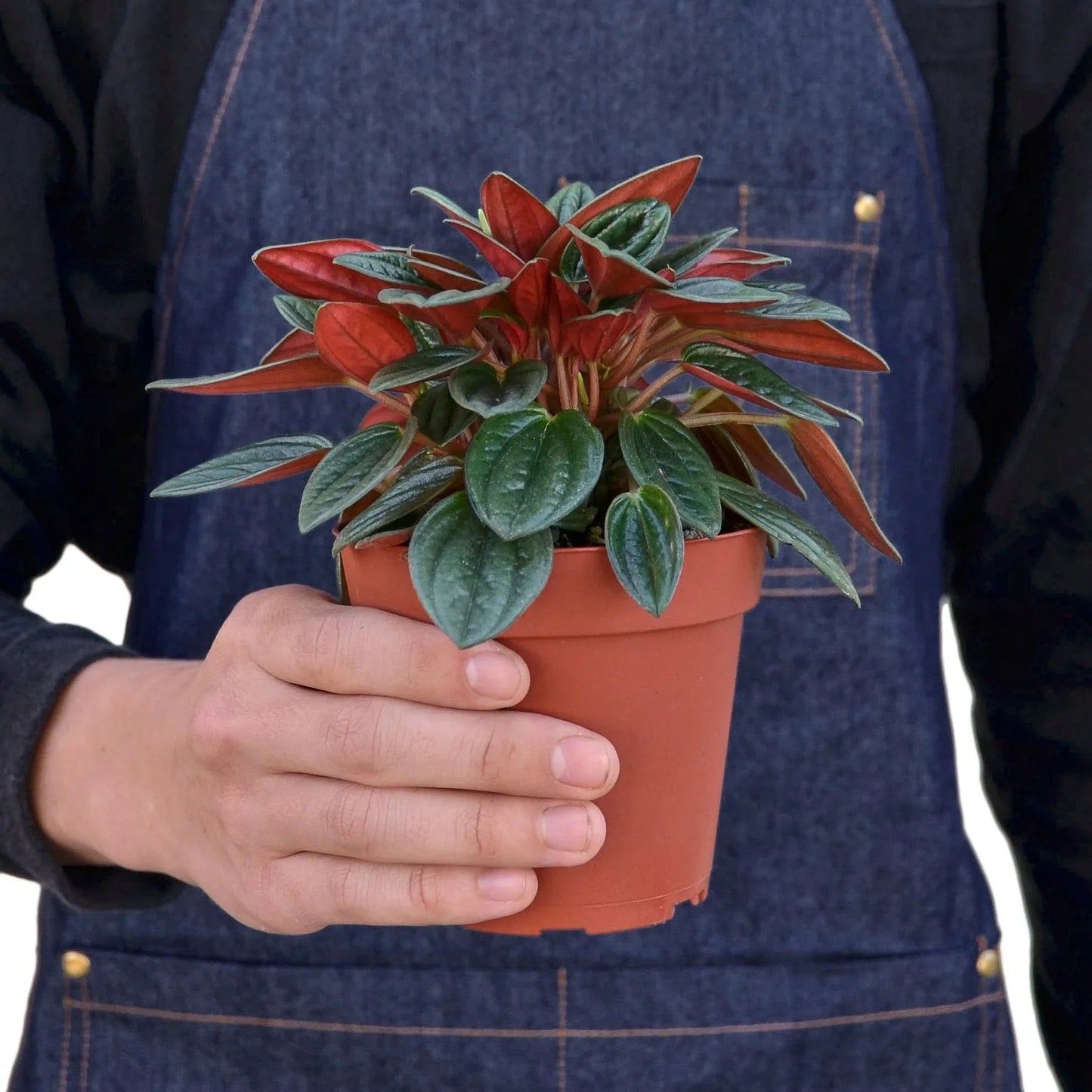 Detailed view of the deeply grooved, glossy green leaves of Peperomia Rosso