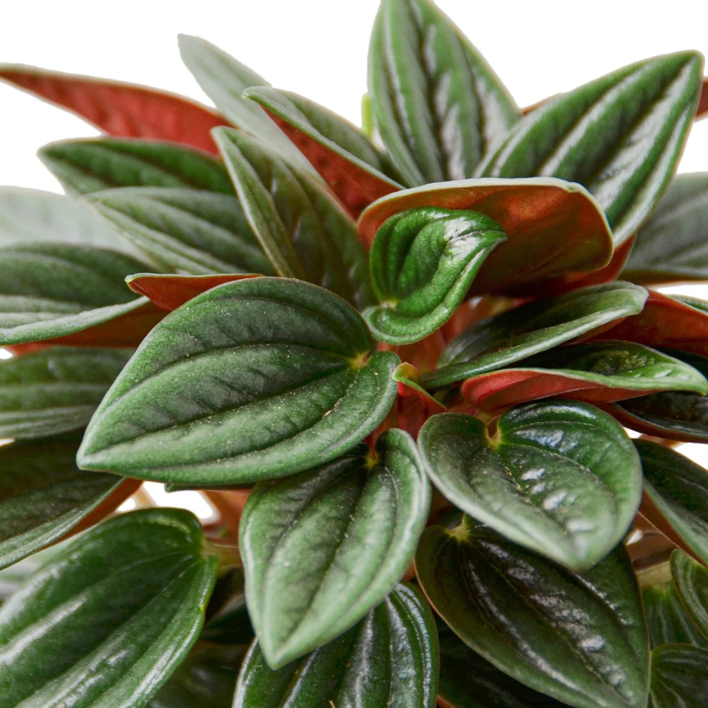 Close-up of the striking red underside of Peperomia Rosso leaves