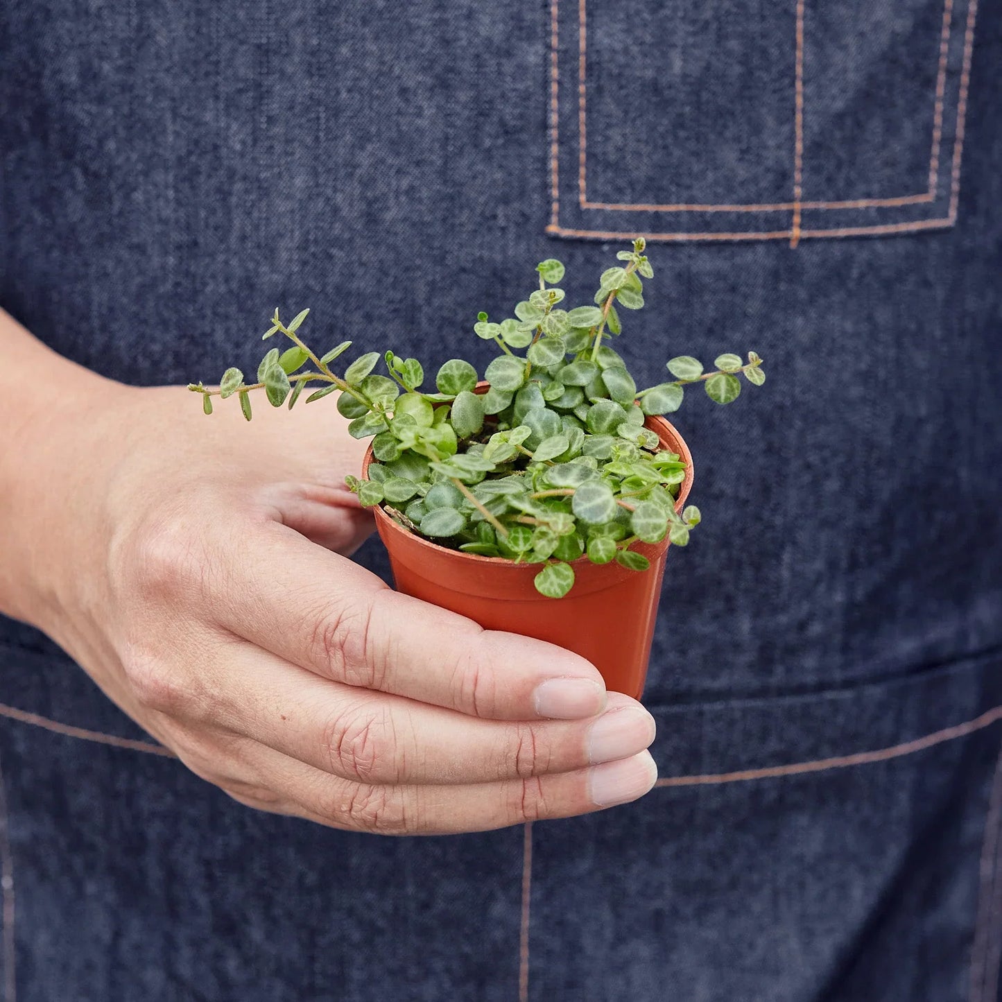 Peperomia 'String of Turtles' trailing gracefully from a hanging basket