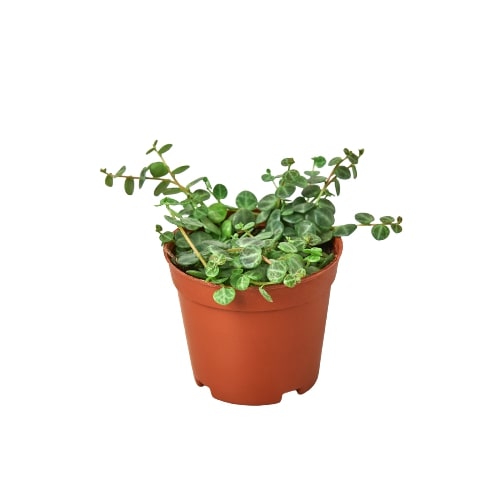 Peperomia Prostrata 'String of Turtles' plant with trailing vines and tiny round leaves