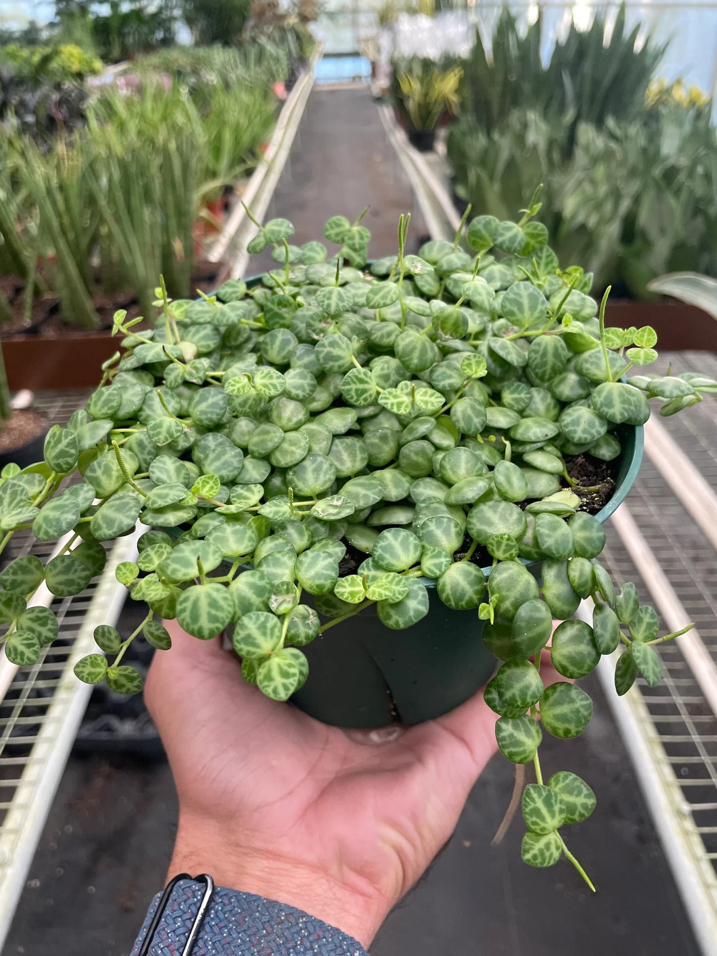 Detail of intricate multi-colored patterns on Peperomia 'String of Turtles' leaves