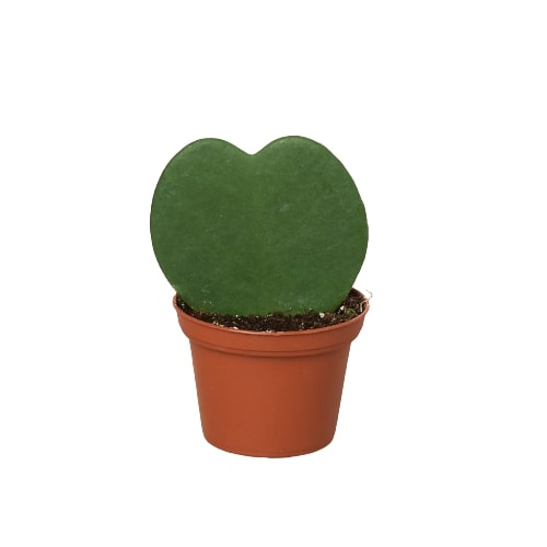 Hoya Sweetheart (Lucky-heart) displayed safely in a home environment with a pet nearby