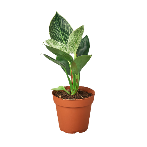 Philodendron 'Birkin' plant with its striking pure white pinstripes on green leaves